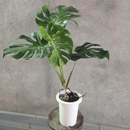 観葉植物 デリシオーサ モンステラ」の人気商品一覧 | 安い商品を通販